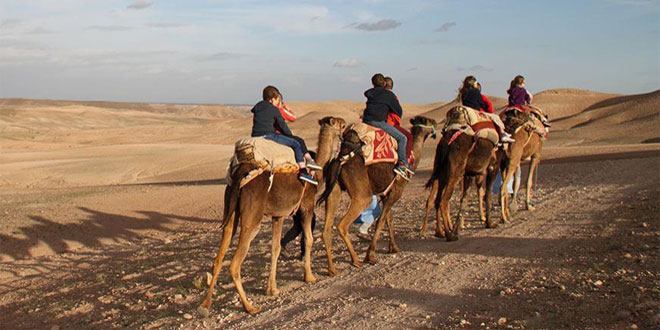 Dromadaire-Agafay-Desert-Marrakech